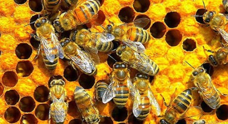 UE prohibe insecticidas mortales para las abejas