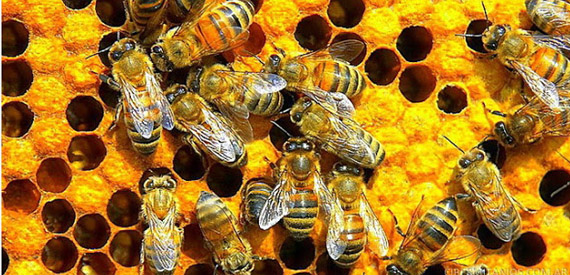 La desaparición de las abejas:  ¿una manzana a precio de caviar?