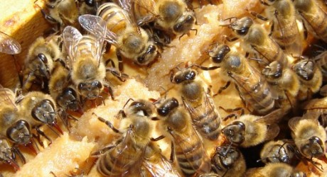 Mortandad de abejas en Región del Bío Bío