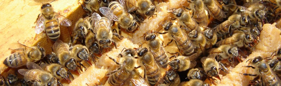 Mortandad de abejas en Región del Bío Bío