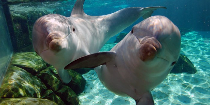 «Salvemos a los Delfines», su<br/> hogar es el océano y no el cautiverio