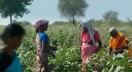 Cosechas malogradas de algodón transgénico eleva suicidios entre campesinos indios