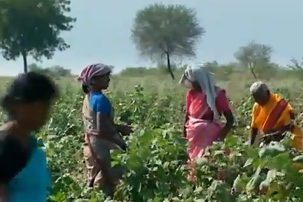 Cosechas malogradas de algodón transgénico eleva suicidios entre campesinos indios