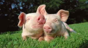 En Bélgica, sólo carne de cerdos felices