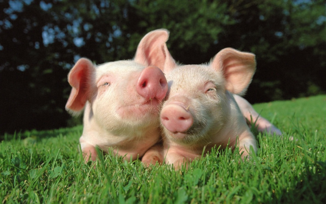 En Bélgica, sólo carne de cerdos felices