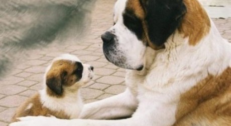 Brasil prohíbe corte de colas en perros