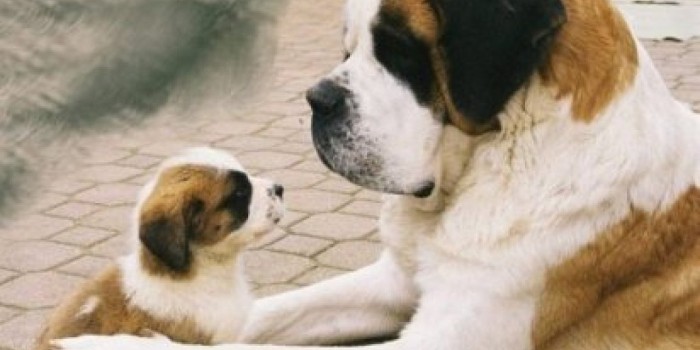 Brasil prohíbe corte de colas en perros