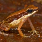 Allobated amissibilis