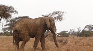 Descubren contrabando de cuatro toneladas de marfil en Kenia