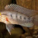 Apistogramma cinilabra