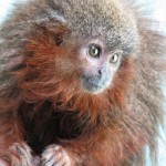 Callicebus caquetensis