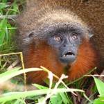 Callicebus caquetensis