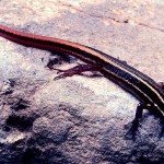Cercosaura hypnoides