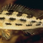 Dicrossus Warzeli