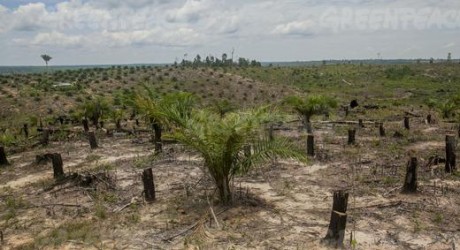 Greenpeace acusa: producción de aceite de palma destruye los bosques y amenaza al tigre de Sumatra