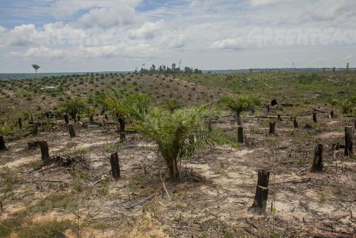 Greenpeace acusa: producción de aceite de palma destruye los bosques y amenaza al tigre de Sumatra