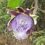 Passiflora longifilamentosa