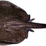 Potamotrygon tatianae