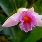 Sobralia imavierae