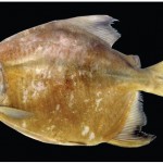 Tometes Camunani