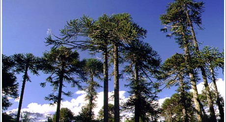 Tras 10 años Corte Suprema ordena a empresa a reparar daño ambiental por destrucción de bosque nativo