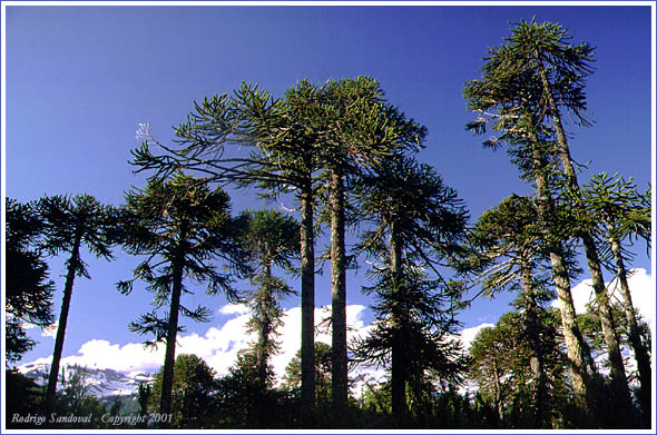 Tras 10 años Corte Suprema ordena a empresa a reparar daño ambiental por destrucción de bosque nativo