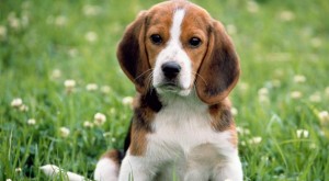 Brasil: Activistas rescatan 200 perros de raza Beagle usados para pruebas de laboratorio