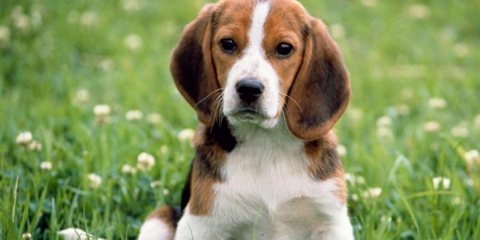 Brasil: Activistas rescatan 200 perros de raza Beagle usados para pruebas de laboratorio