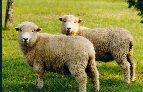 Polonia: Defensores de animales denuncian a líder musulmán por sacrificio de corderos