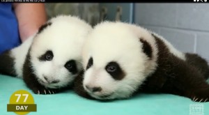 Los primeros 100 días de vida de bebés pandas gemelos
