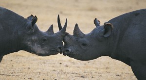 Kenia: pondrán microchips a rinocerontes para defenderlos de cazadores