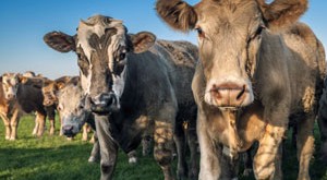 El gas metano producido por EE.UU. es el doble de lo que se pensaba