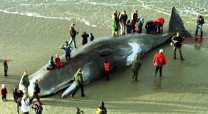 Ballena con 20 kilos de plástico en su estómago en Holanda devela la basura marina