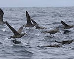 albatros negro