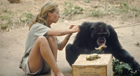 Jane Goodall: la suma de los pequeños cambios