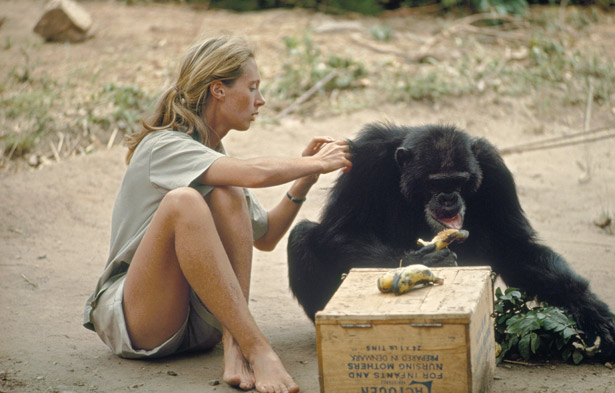 Jane Goodall: la suma de los pequeños cambios
