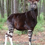 okapi