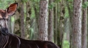 La novedades de la Lista Roja 2013 de los animales en peligro de extinción