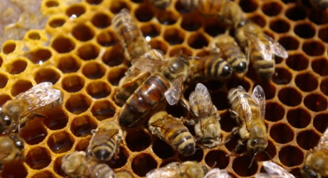 Chile: Reserva ecológica quiere salvar a las abejas en Los Molles