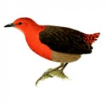 polluela