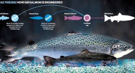 ¿Comerías salmón transgénico?