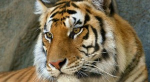 Tigres de Bengala: DiCaprio al rescate