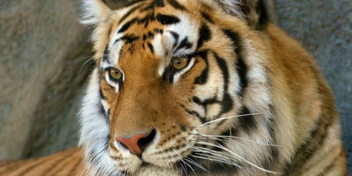 Tigres de Bengala: DiCaprio al rescate