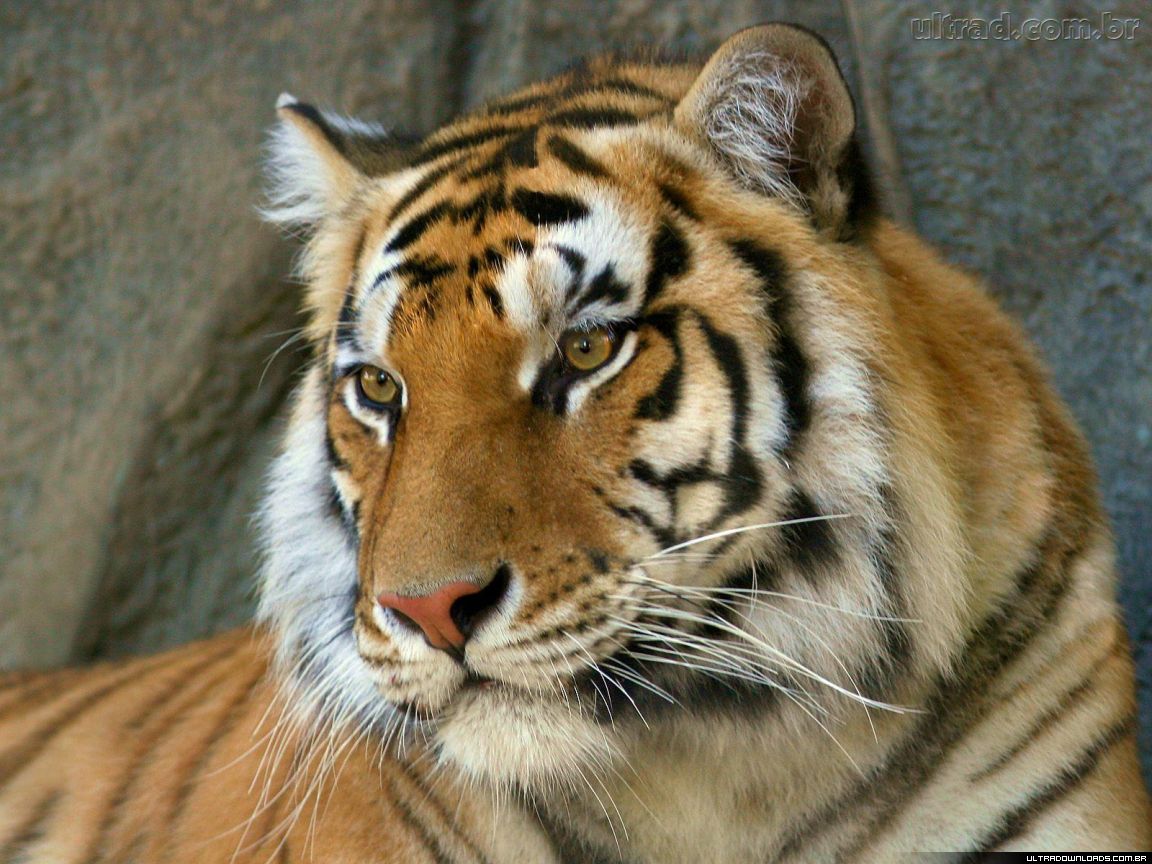 Leonardo Dicaprio a favor de tigres de bengala | Planeta Feliz1152 x 864