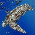 tortuga laud