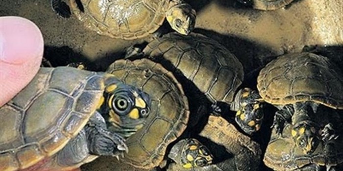 Reino Unido: triste récord de decomisos de especies protegidas