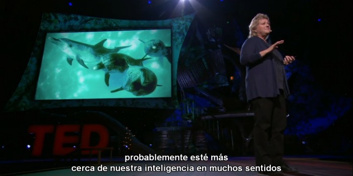 En busca del idioma de los delfines