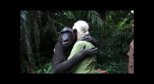 La emocionante liberación de una chimpancé agradecida