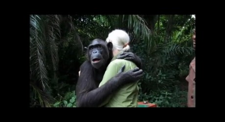 La emocionante liberación de una chimpancé agradecida