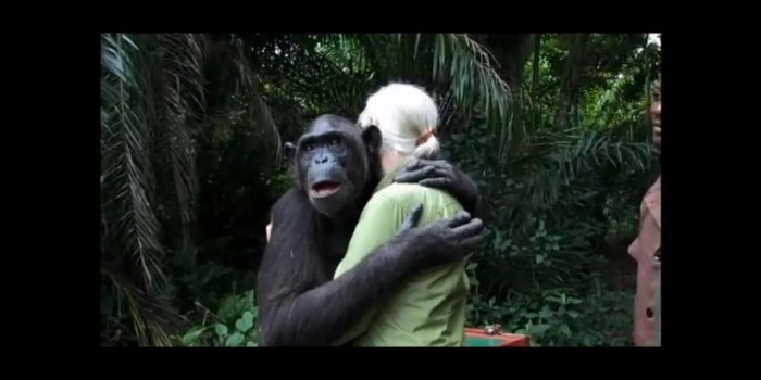 La emocionante liberación de una chimpancé agradecida